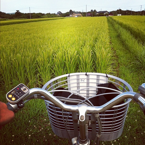 La balade à vélo dans les rizières de Sado a elle des faux airs de Totoro…