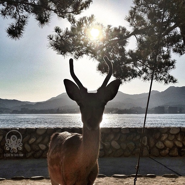 La biche 666 de Miyajima ;D Ça ferait un bel artwork metal :)