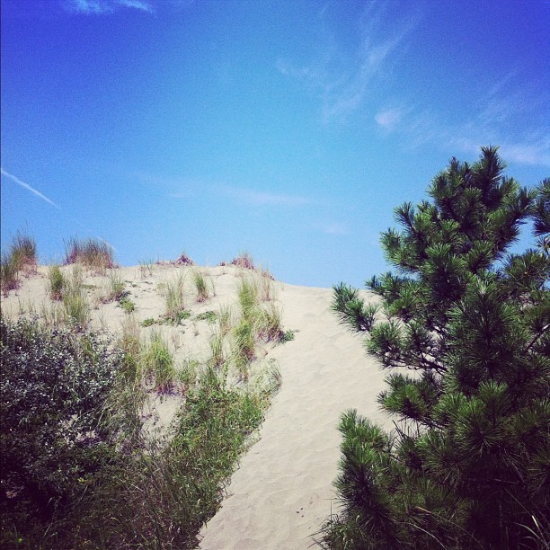 Ça sent la jolie plage derrière cette dune…