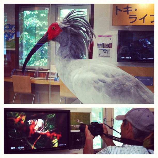 Pour faire des photos de Toki (Ibis Nippon) le mieux est de faire des photos de la vidéo… Les vraie étant dans des cages au loin et très difficile à trouver en pleine nature l’espèce ayant pratiquement disparue…