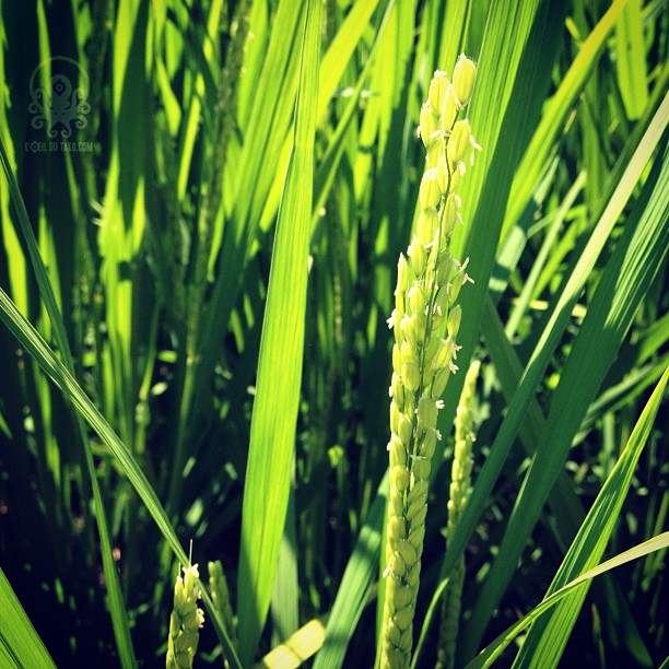 Un dimanche à la campagne.