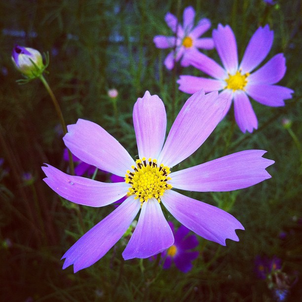 Les Cosmos sont bien fleuries sur Tokyo !