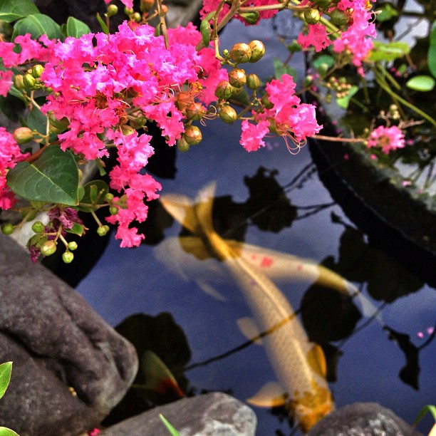 Fleurs d’été et carpes Koï