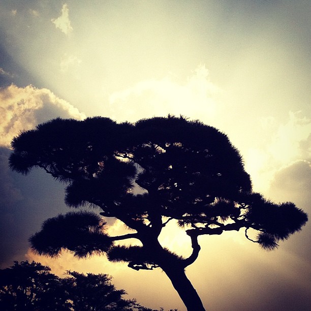 Arbre sacré en plein cœur de Tokyo !