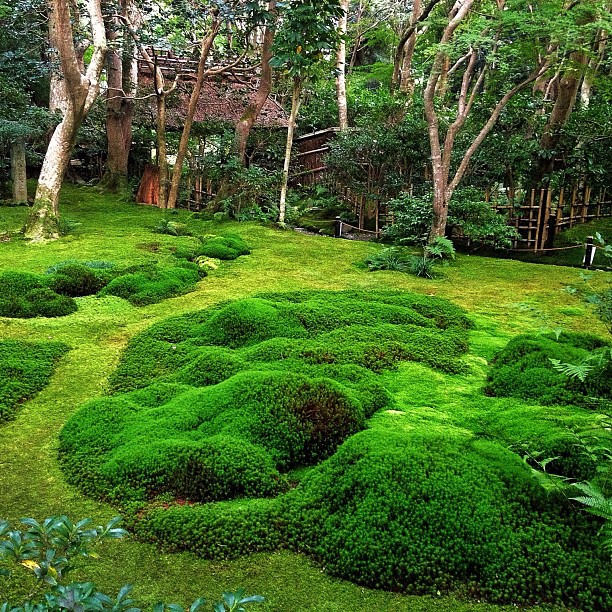 Jardin de mousse à Kyoto