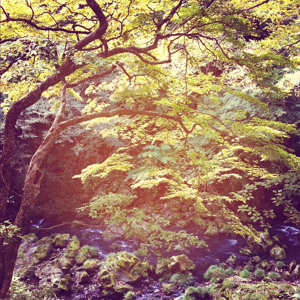 Il faut attendre encore un peu pour les feuilles d’automne… Vous venez en Novembre ?