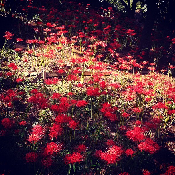 J’ai oublié le nom de cette fleur, mais ça y est on est en pleine floraison !