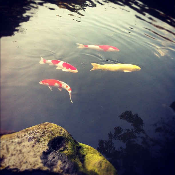 Mes p’tits poissons rouges tokyoïtes !