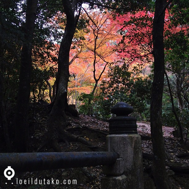 L’automne à Miyajima II