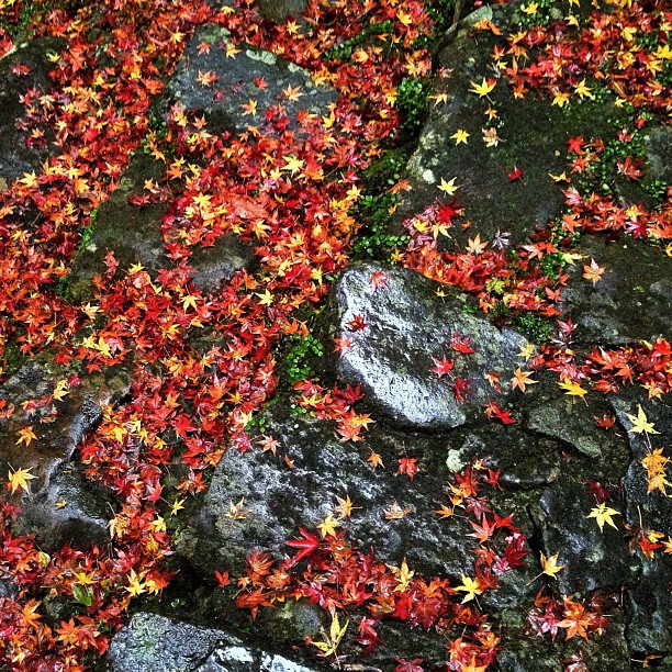 Tapis d’automne