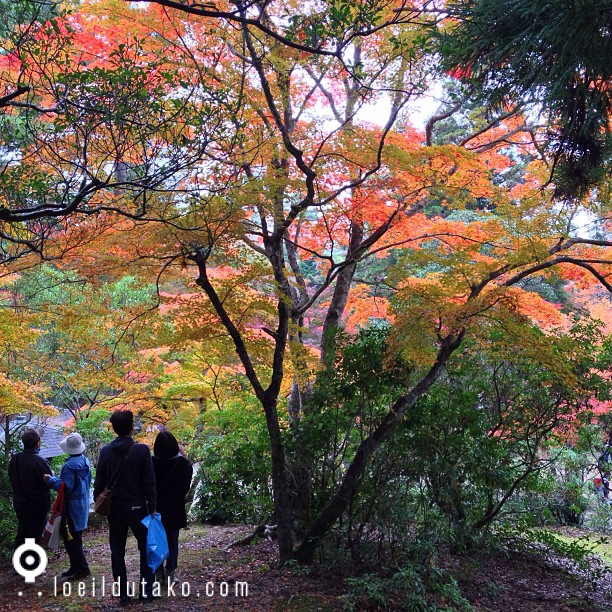 Un dimanche à Miyajima et vous?