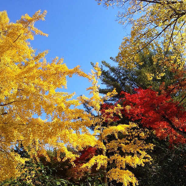 Drapeau d’automne