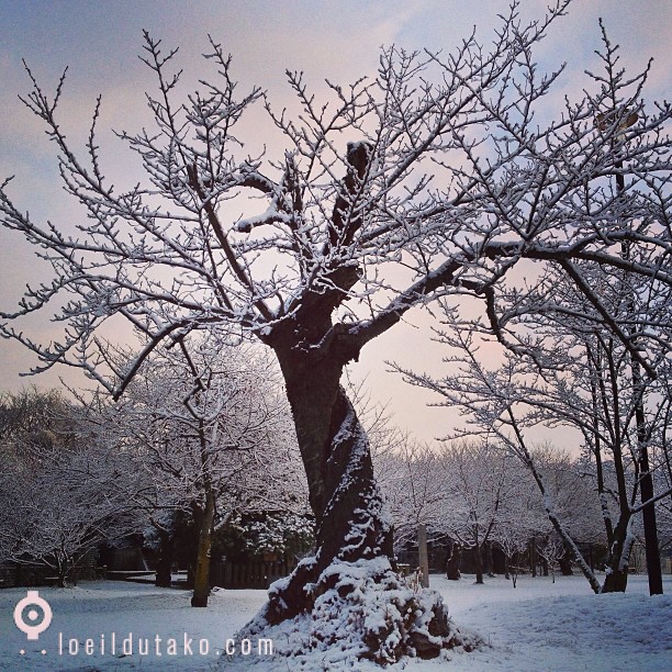 Ce matin mon cerisier « Tim Burton » était sous la neige :D