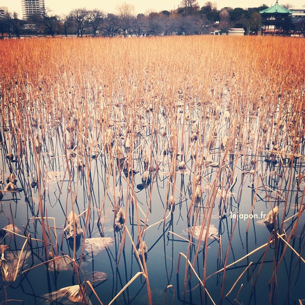Il faudra attendre Août pour revoir resplendir les Lotus du lac de Ueno…