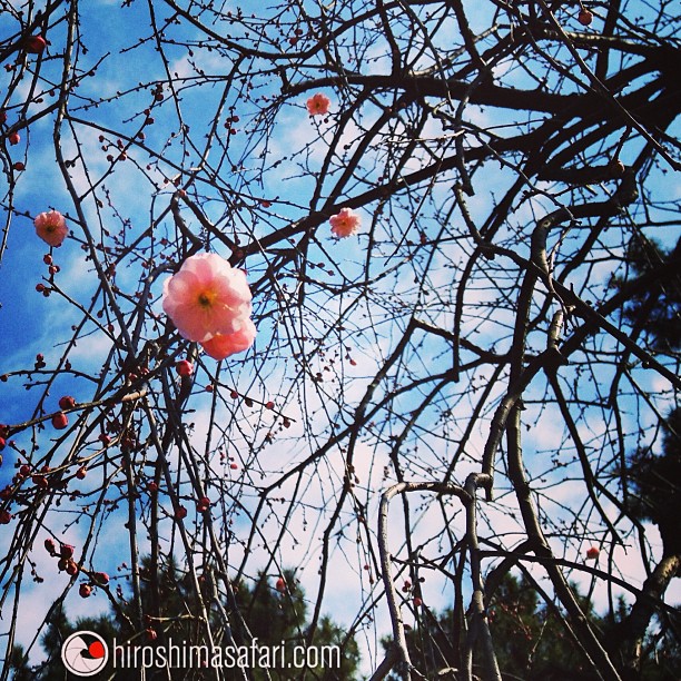 Les fleurs de pruniers annoncent le printemps à Hiroshima.