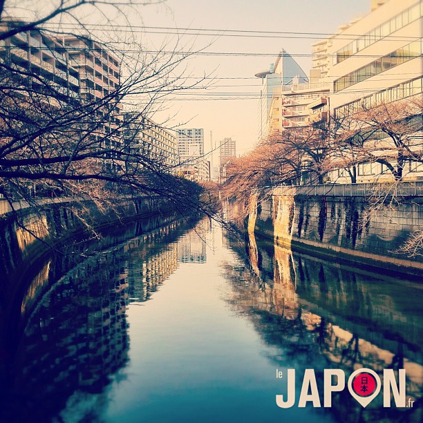 Repérage spot photo Sakura pour la grosse saison des Tokyo Safari !