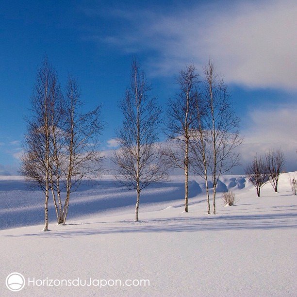 Une belle poudreuse sur Biei à Hokkaido