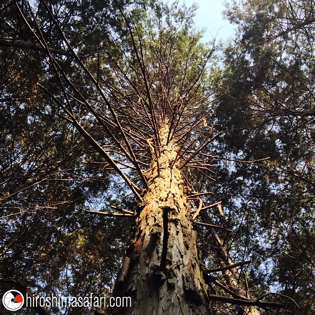 Un dimanche Hiroshima Safari dans la forêt. Et vous?