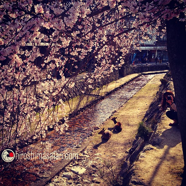 Vous voulez les meilleurs ? JaponSafari.com. Il y a un an j’accompagnais mes premiers safaristes et là je suis quasi complet jusqu’à la mi-Mai. Alors merci de votre confiance ! En ce qui concerne la photo du jour ; les sakura pointent leur nez sur Miyajima. Encore merci !