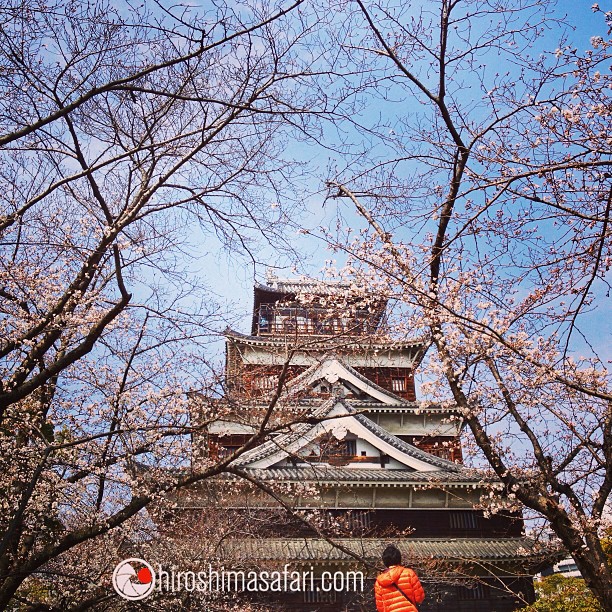 Le château d’Hiroshima commence à se parer de ses fleurs de cerisiers japonais.