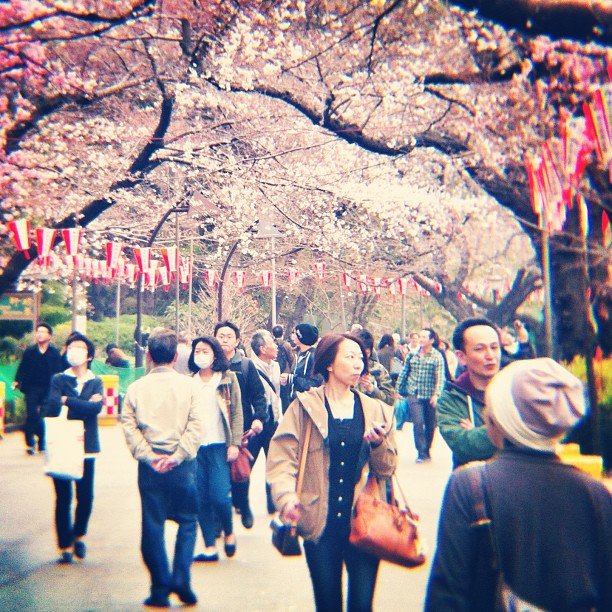 #SakuraReport : après avoir fait un peu le tour de Tokyo, c’est à Ueno que la floraison est la plus avancée !