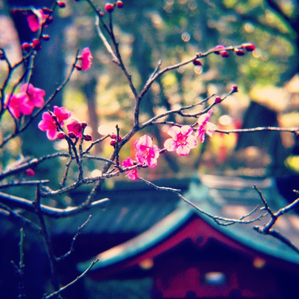 Mars, c’est Avril sans les hordes de touristes… Ume VS Sakura !