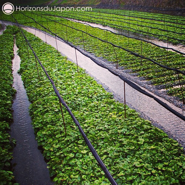 Voilà à quoi ressemble une plantation de wasabi