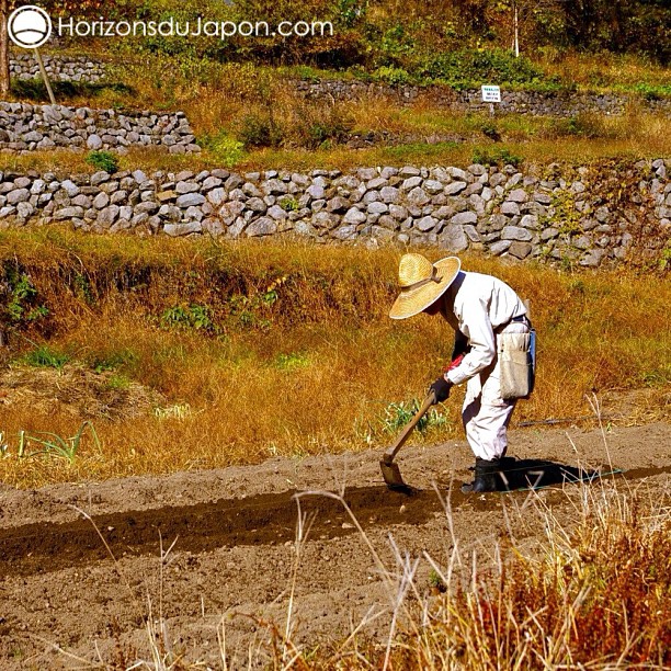 Agriculteur japonais en plein travail