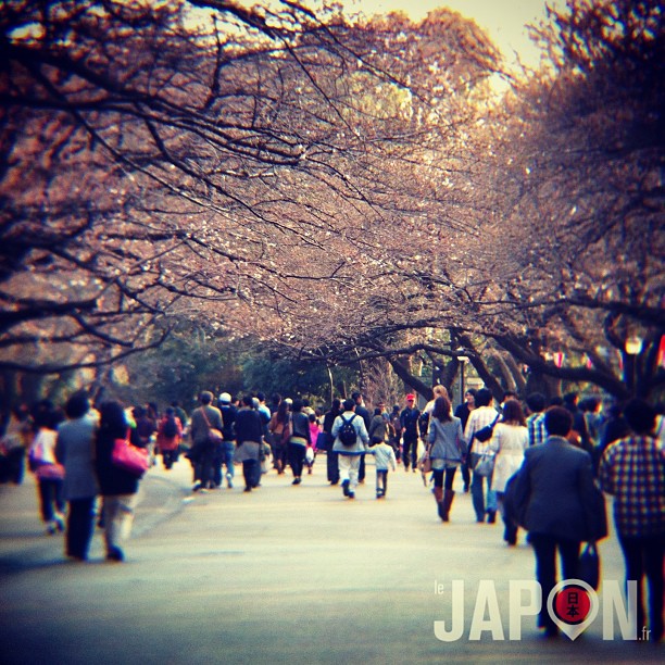 Les Sakura c’est maintenant ! Comme vous pouvez le voir, aujourd’hui à Ueno les cerisiers commencent à fleurir ! J’en vois certains qui commencent eux à pleurer !