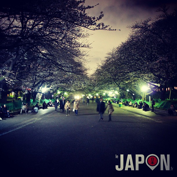 Sakura by Night ! Ça commence à peine à fleurir que les gens font déjà Ohanami à Ueno !