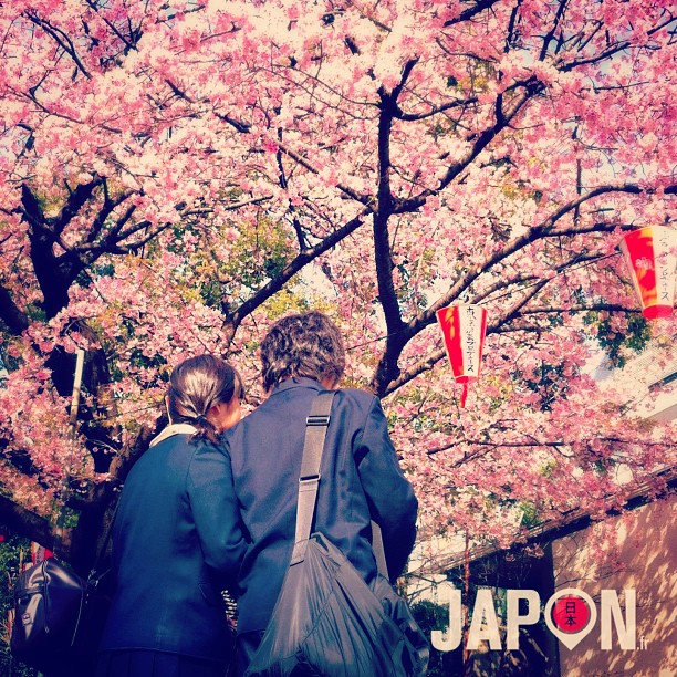 En ce jour de White Day (1 mois après St Valentin) on pouvait déjà apprécier les premiers Sakura à Ueno !