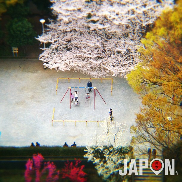 Sakura dans un parc de Tokyo vu du ciel !