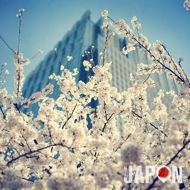 Les Sakura de Roppongi ! Si l’on regarde bien la tour on peut voir @tigroumeow entrain de bosser ;)