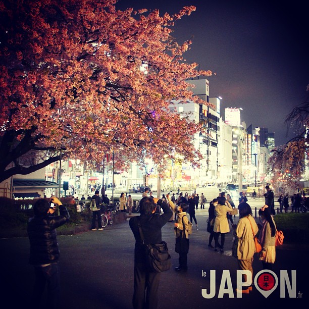Les Sakura la nuit ! Ici à Ueno. Je vais me faire une série « cerisiers en fleurs nocturne » je crois ;)