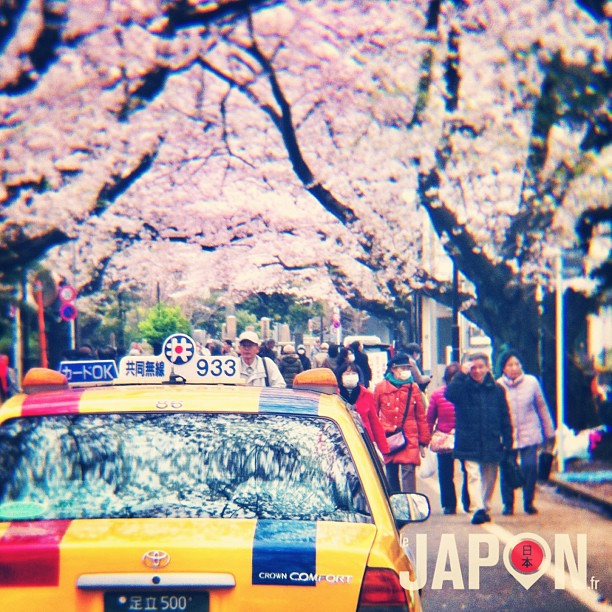 Les derniers Sakura de Tokyo !