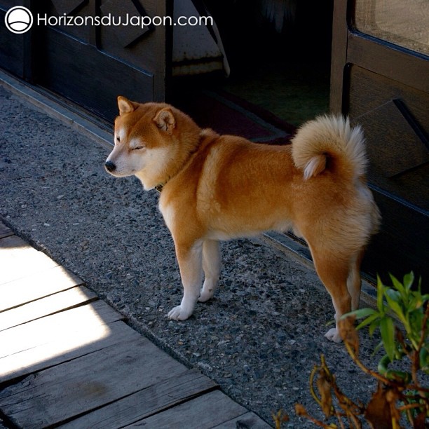 Un Shiba-ken à Takayama