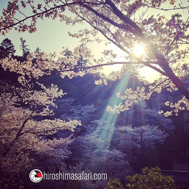 Un dimanche au milieu d’une mer de sakura :) Et vous ?