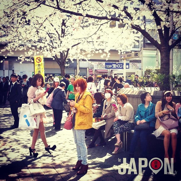 Hachiko le célèbre chien de Shibuya est toujours bien entouré… Et aujourd’hui les Sakura étaient là aussi !