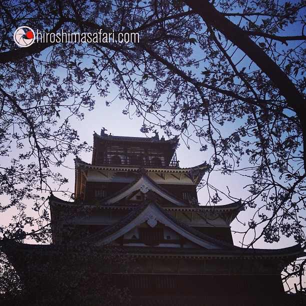 Les derniers pétales de sakura forment une haie d’honneur au-dessus du château d’Hiroshima.