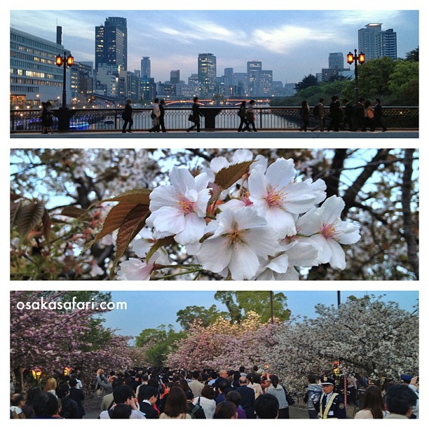 La fête des cerisiers en fleur continue à Osaka !