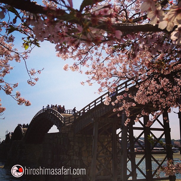 Le Kintai-Kyo, le fameux pont à 5 arches sous les sakura.