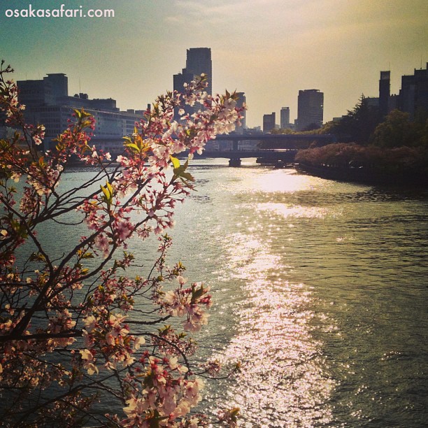 Sur les rives de Nakanoshima les Sakura perdent leur robe blanche