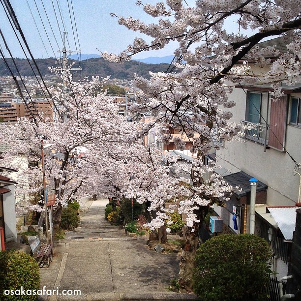 La pente aux Sakura