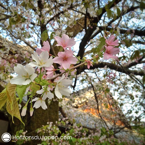 Le cerisier rose et blanc