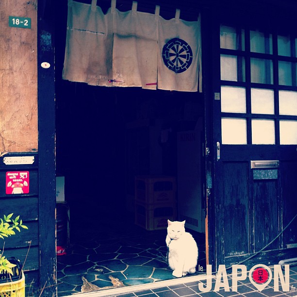 La maison noire et le chat blanc