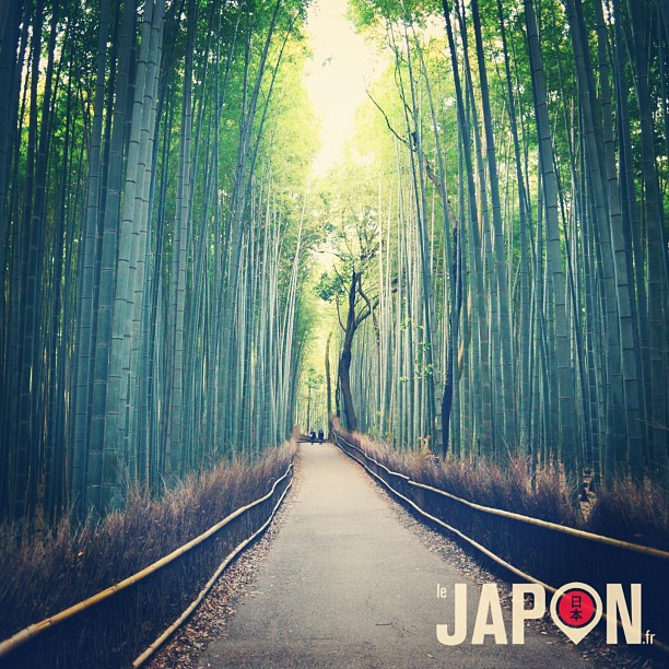 Après le Yabusame, la forêt de bambou de Arashiyama était mon deuxième défi photo !