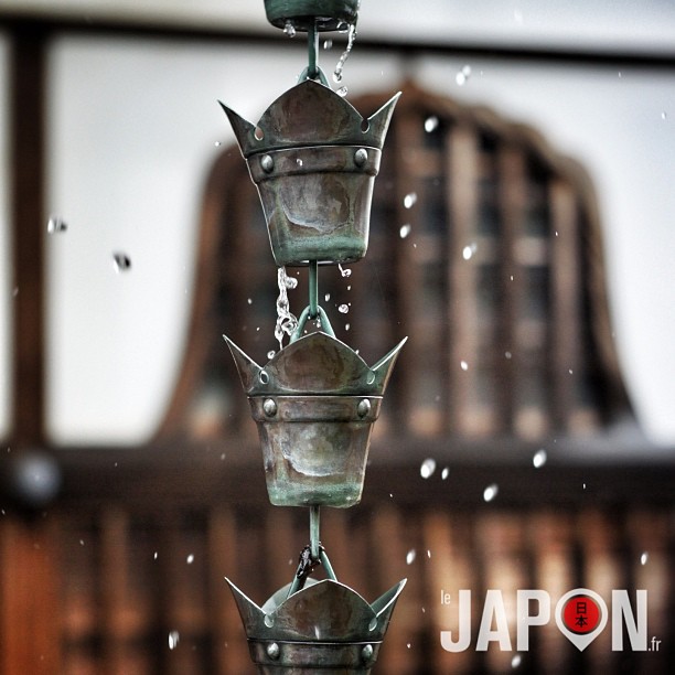 Journée Safari tournée cours photo sous la pluie avec travail sur la vitesse