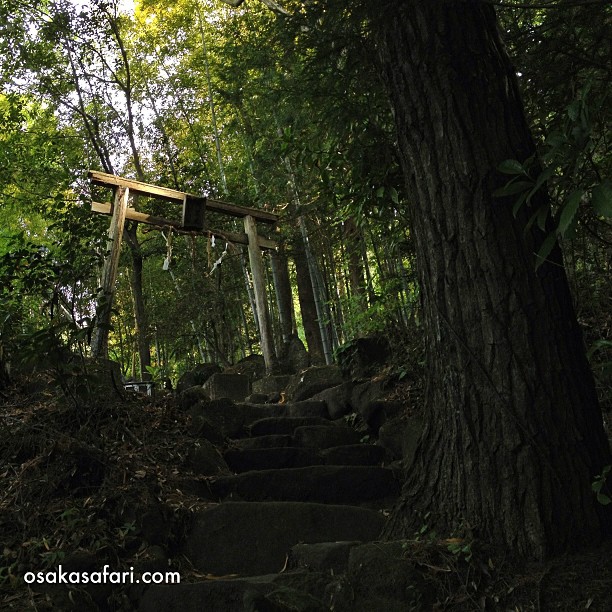 Quelques pas sous le Torii en bois