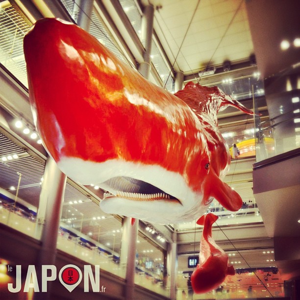 Des baleines rouges ! Visibles à Osaka ! cc @horizonsdujapon