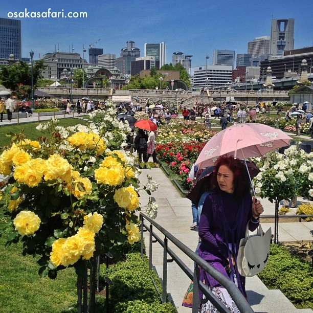 Cette année encore, les roses de Nakanoshima attirent les Japonais